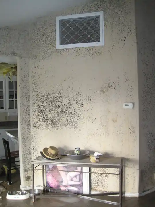 Mold remediation
